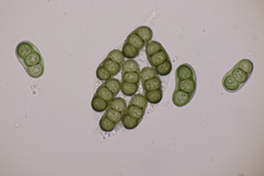 Hapalocystis berkeleyi