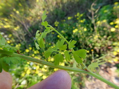 Fumaria capreolata