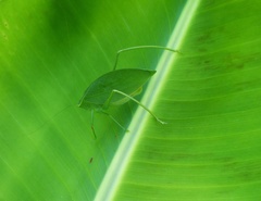 Phylloptera fosteri