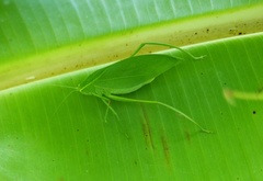 Phylloptera fosteri