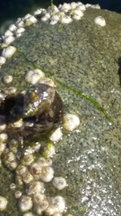 Pagurus hirsutiusculus