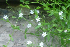 Stellaria longifolia