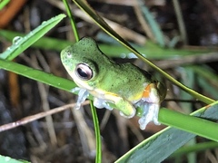 Litoria cooloolensis