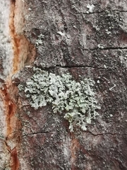 Phaeophyscia nigricans