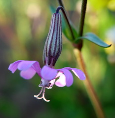 Silene colorata