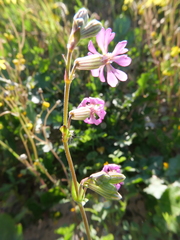Silene colorata