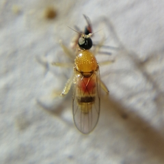 Elaphropeza biseticauda