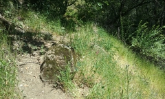 Clarkia concinna concinna