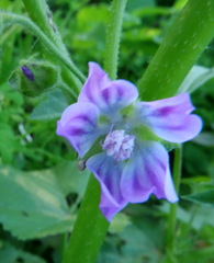 Malva nicaeensis