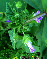 Malva nicaeensis