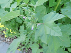 Malva nicaeensis