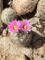 Escobaria alversonii