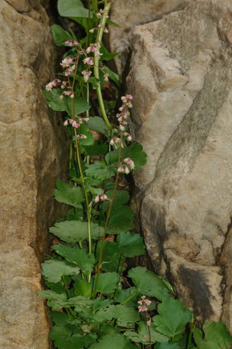 Pink alumroot (Heuchera rubescens)
