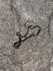 Pseudalsophis biserialis