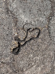 Pseudalsophis biserialis