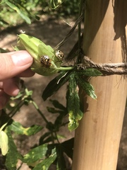 Chinavia marginata