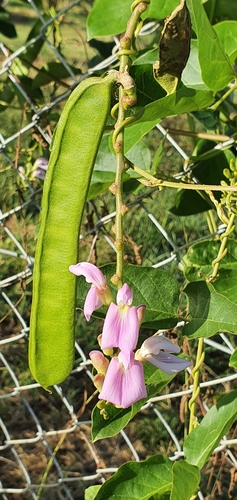 Wild Jack Bean (Canavalia papuana)