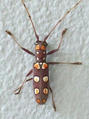 Olenecamptus siamensis