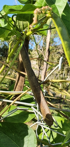 Image of Canavalia papuana by no rights reserved