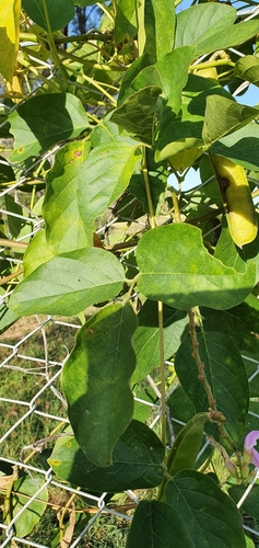 Image of Canavalia papuana by no rights reserved