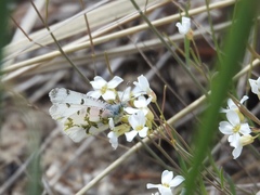 Euchloe olympia