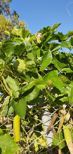 Image of Canavalia papuana by no rights reserved