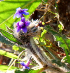 Anchusa aggregata