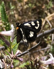 Alypia mariposa