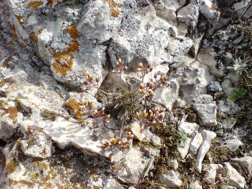 Draba cuspidata, photograph 6