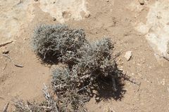 Teucrium chardonianum