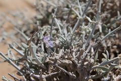 Teucrium chardonianum