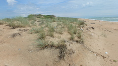 Thinopyrum bessarabicum