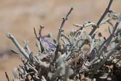 Teucrium chardonianum