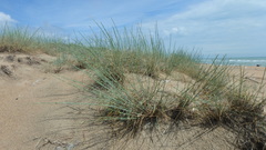 Thinopyrum bessarabicum