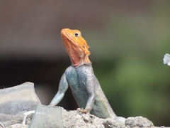 Agama lionotus