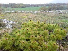 Paeonia tenuifolia