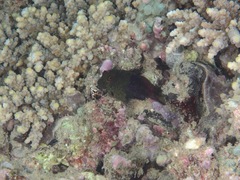 Cirripectes imitator