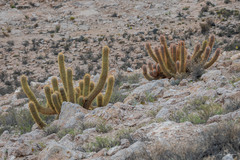 Oreocereus leucotrichus