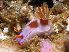 Hypselodoris iba