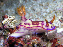 Hypselodoris iba