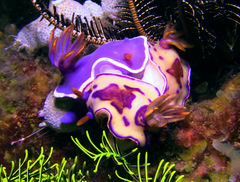 Hypselodoris iba