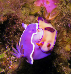 Hypselodoris iba