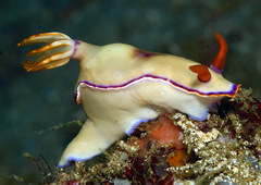 Hypselodoris iba
