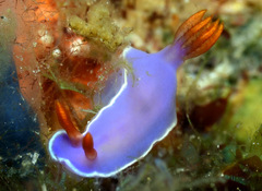 Hypselodoris iba