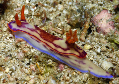 Hypselodoris iba