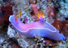 Hypselodoris iba