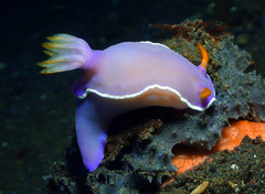 Hypselodoris iba