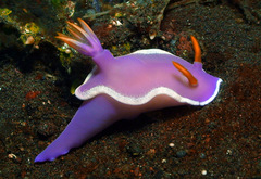 Hypselodoris iba