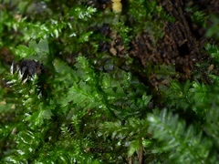 Geocalycaceae