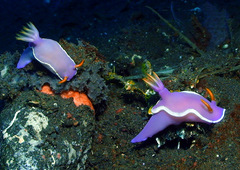 Hypselodoris iba